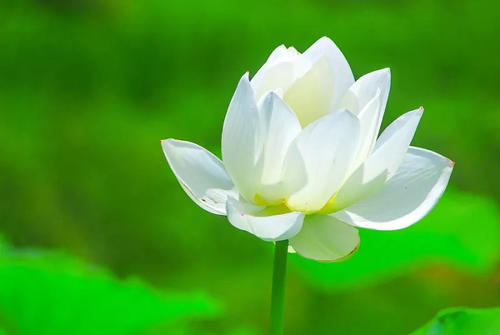 莲花开头的寓言句