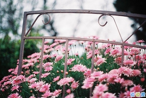 诗意的爱情短语