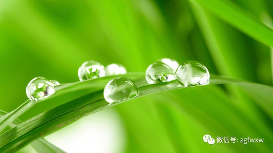 关于露珠的寓言