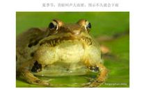 动物名称的歇后语