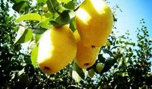 描写稻穗拟人句