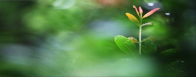 春天的天气和雨水