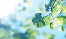 牵牛花的拟人句