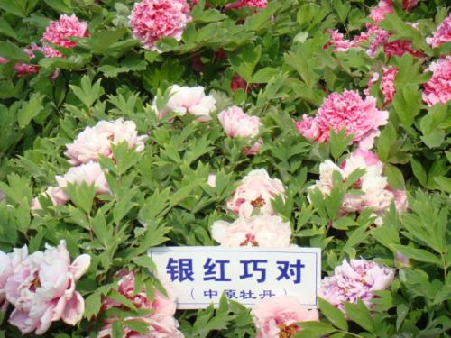 在路边花拟人化的句子