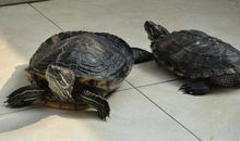 乌龟吃秤砣歇后语