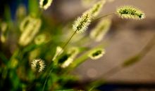 春天的草拟人句