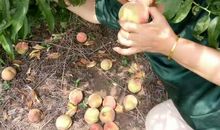 对阿姨的生日祝福语