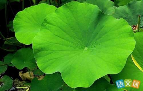 荷叶比喻句