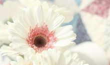 毕淑敏作品经典语录