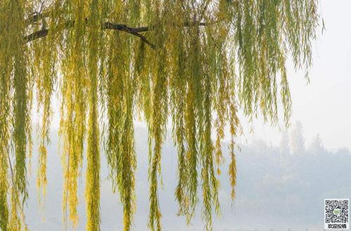 杨柳寓言