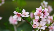 写出花的拟人句