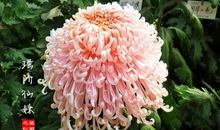 心旷神怡造句大全