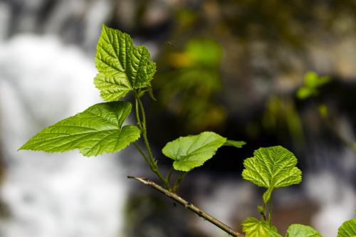分支发芽拟人化句子