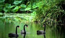 癞蛤蟆张嘴歇后语