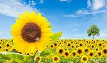 向日葵的比喻句