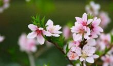 有关花朵的比喻句