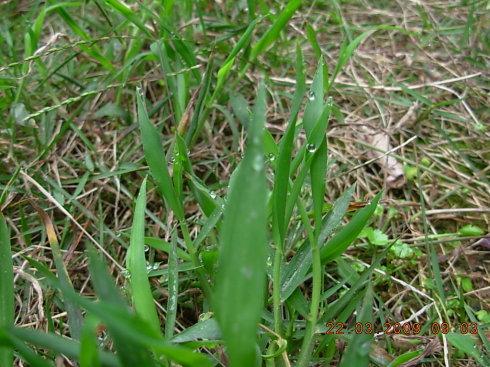 小麦幼苗拟人化句子