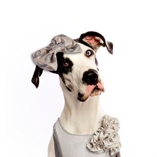 用拟人化的句子写狗