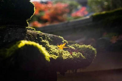 机会要靠自己取胜，命运必须自己把握