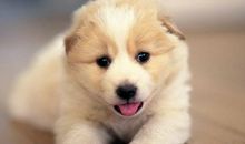 狗年春节创意短信