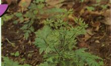 黄连豆用嘴嚼歇后语