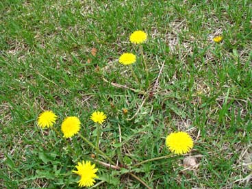 蒲公英的拟人化