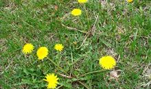 蒲公英的拟人句