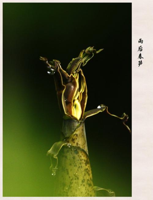 寓言句子描述春笋