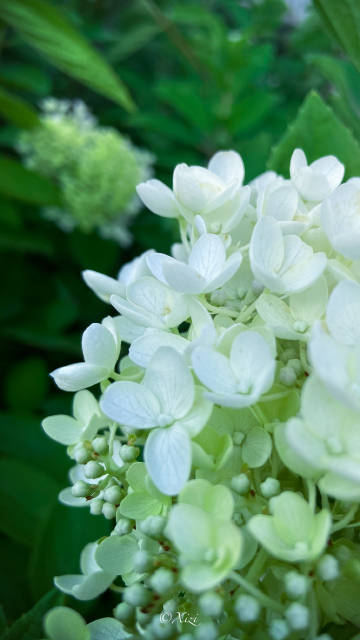 鲍定介牛的寓言