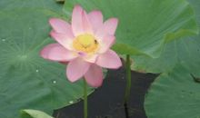 用拟人句夸荷花