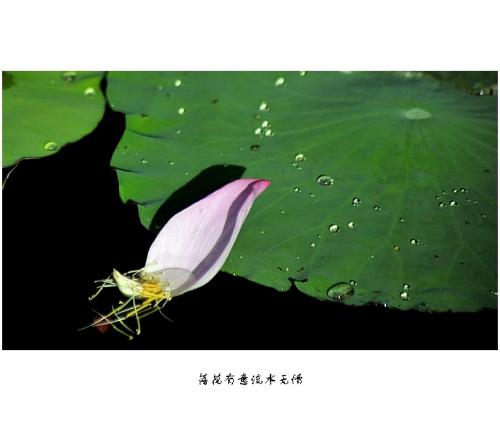 写关于昆虫的比喻句子