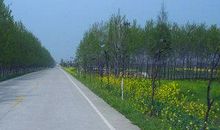 用杨树造比喻句