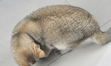 耗子逗猫歇后语