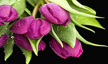 早上经典祝福语