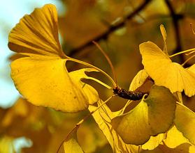 银杏拟人化句子