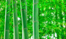 树叶很绿比喻句