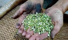 形容麦穗拟人句