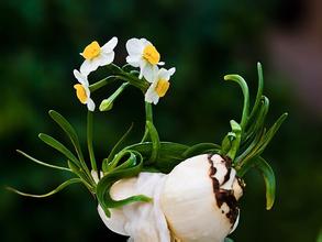 野花的拟人化句子