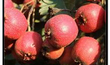 秋天水果拟人句