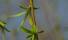 春天柳树拟人句