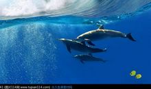 大海里的鱼歇后语