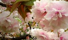 用拟人句写春雨