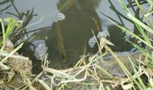 柳条穿鱼歇后语