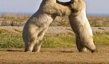 打架揪胡子歇后语谐音