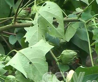 关于冰雹的谚语