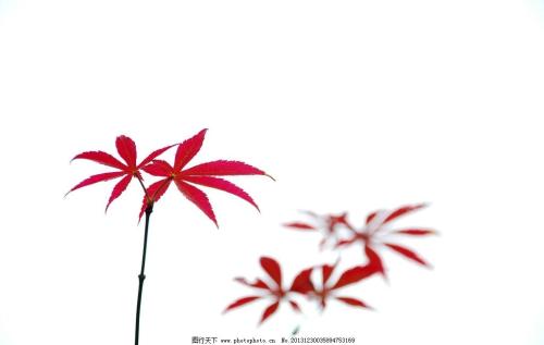 几千年的大树寓言