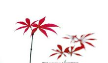 千年的大树歇后语