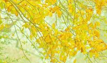 秋天比喻句大全