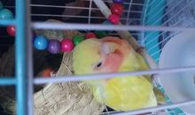 鹦鹉的嘴巴歇后语