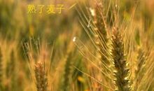 小麦的比喻句